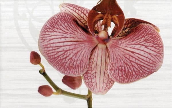 377087 Панно Fiori Dec. Орхидея - фото 2